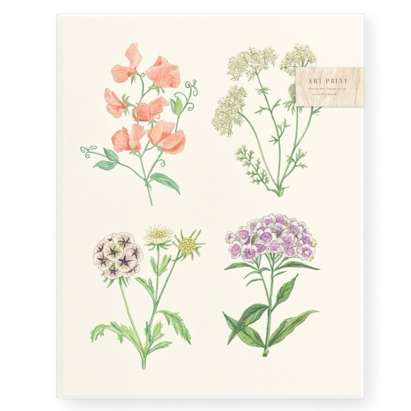 Urban Outfitters Other - Hand Illustrated Botanics Art Print - Ready To Frame